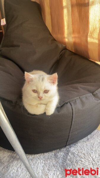 British Shorthair, Kedi  Pablo fotoğrafı