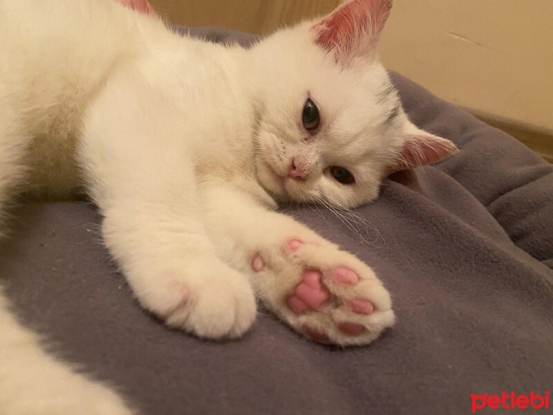 British Shorthair, Kedi  Pablo fotoğrafı