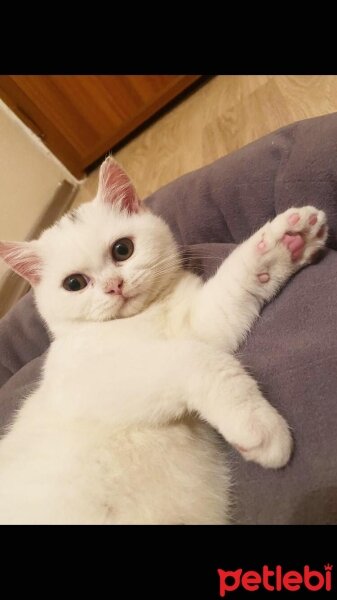 British Shorthair, Kedi  Pablo fotoğrafı