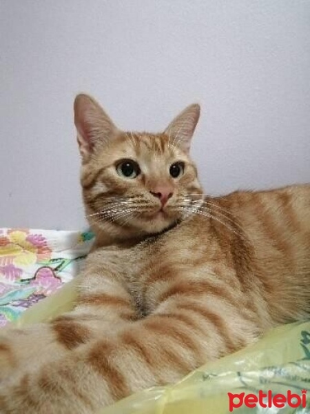 Sarman, Kedi  Havuç fotoğrafı