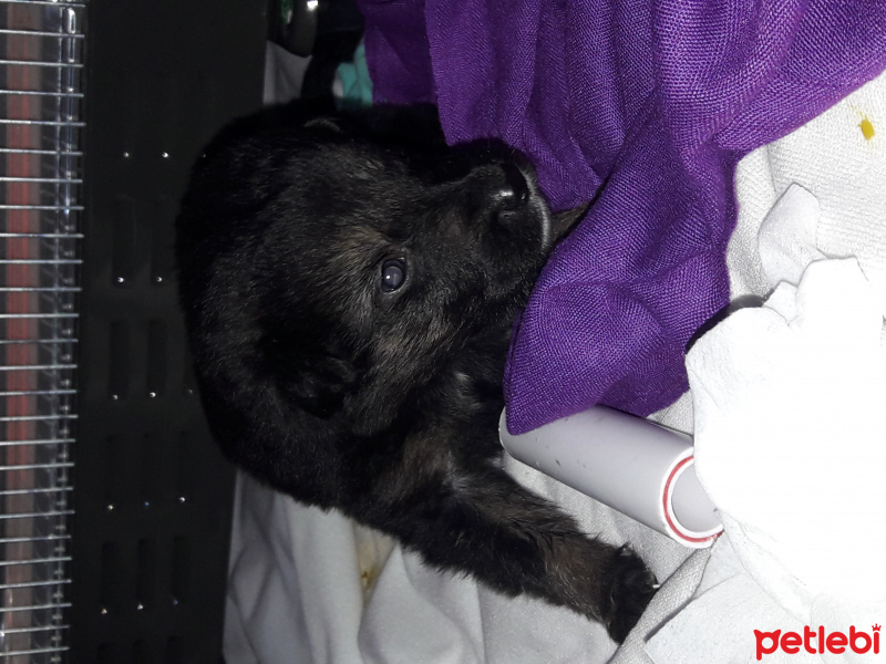 Chow Chow (çin Aslanı), Köpek  Paşa fotoğrafı