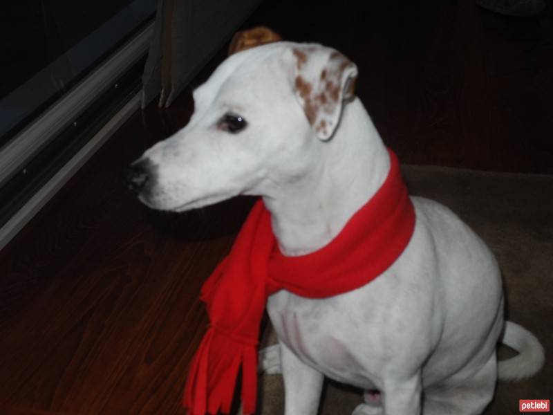 Jack Russell Terrier, Köpek  Frosty fotoğrafı