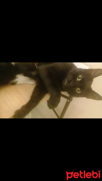 Tekir Kedi, Kedi  Zeytin fotoğrafı