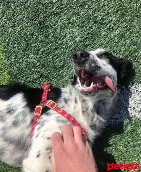 İrlandalı Setter, Köpek  Milka fotoğrafı