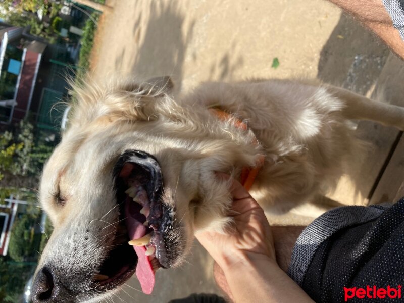 Golden Retriever, Köpek  Hayta fotoğrafı