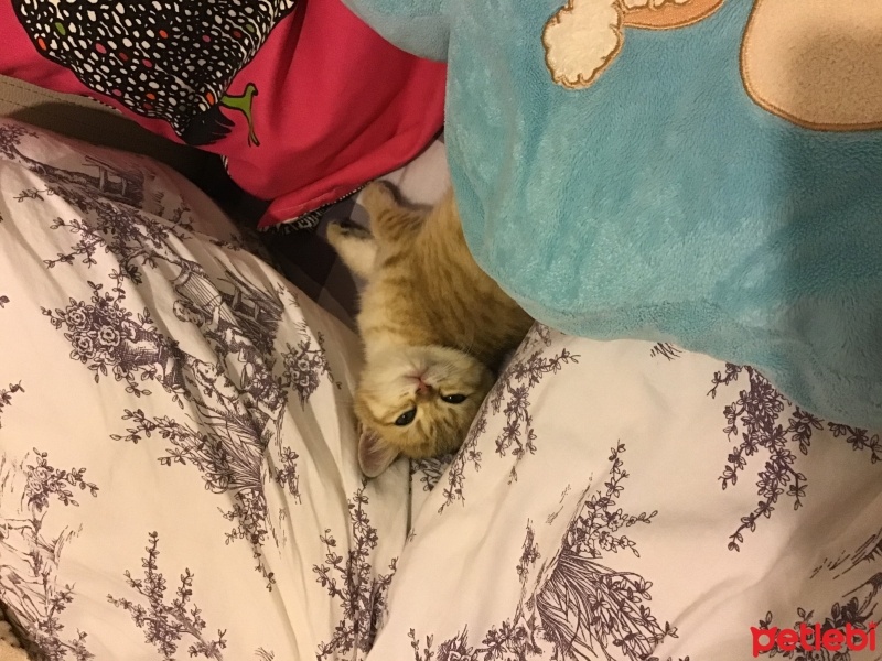 Scottish Fold, Kedi  Venüs fotoğrafı