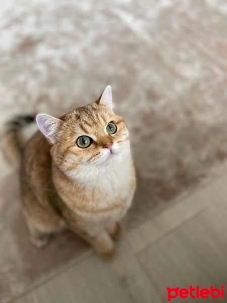 Scottish Fold, Kedi  Venüs fotoğrafı