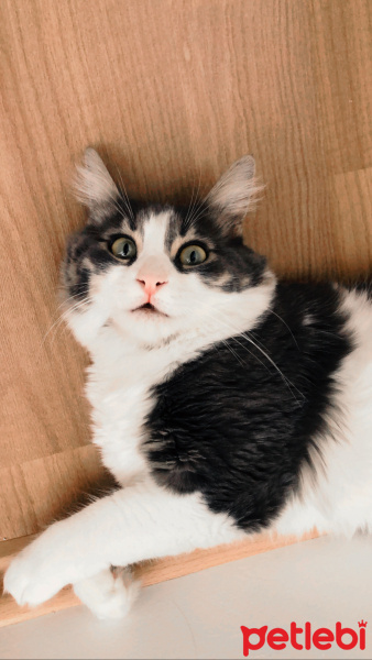 Tekir Kedi, Kedi  Eyşan fotoğrafı