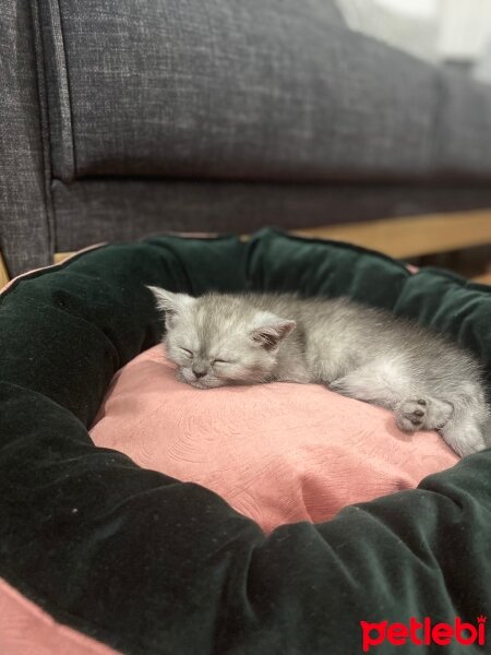 British Shorthair, Kedi  Maya fotoğrafı