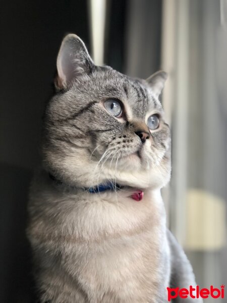 British Shorthair, Kedi  Çakıl fotoğrafı