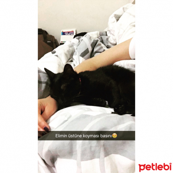 Bombay, Kedi  Zeze fotoğrafı