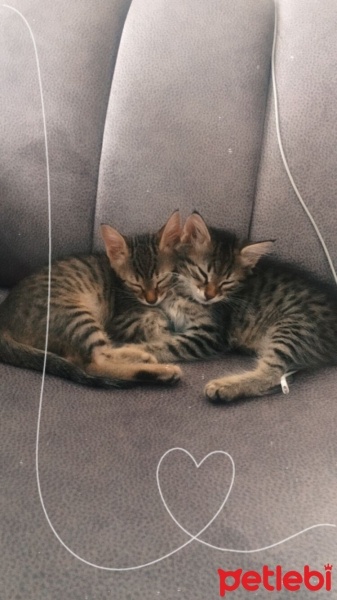 Tekir Kedi, Kedi  Duman fotoğrafı