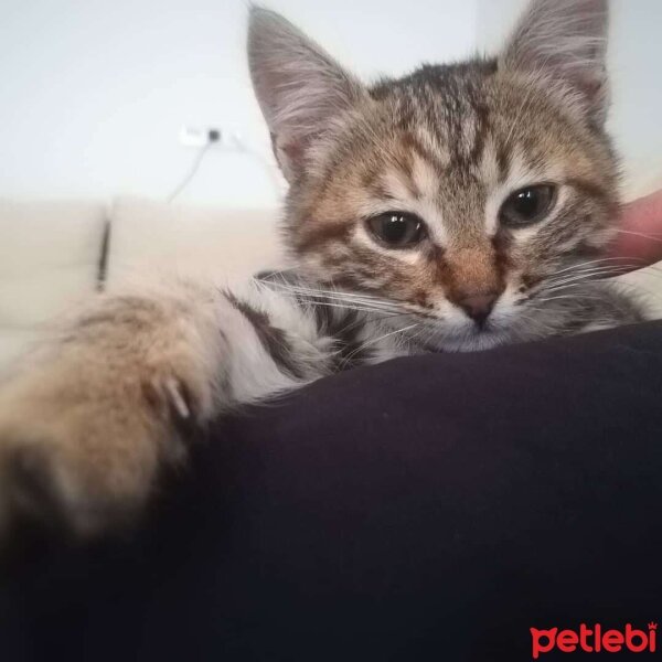 Tekir Kedi, Kedi  Maya fotoğrafı