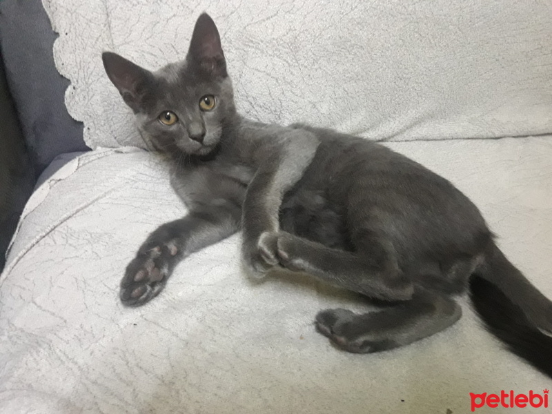 Mavi Rus, Kedi  Biskuvit fotoğrafı
