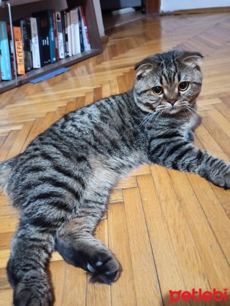 Scottish Fold, Kedi  Tarçın fotoğrafı