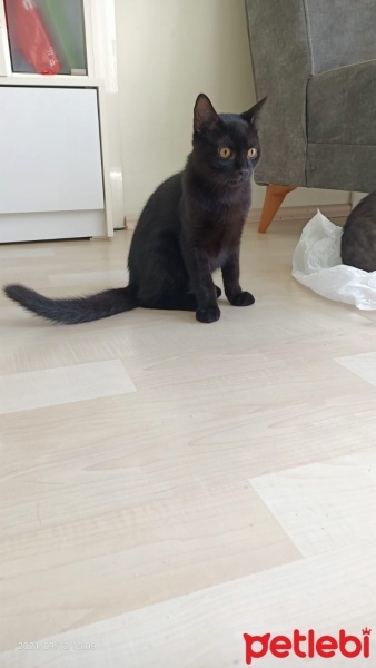 Tekir Kedi, Kedi  Zeytin fotoğrafı