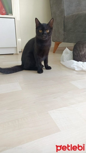 Tekir Kedi, Kedi  Zeytin fotoğrafı