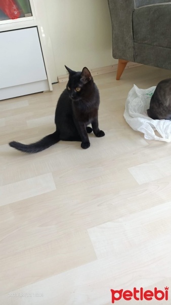 Tekir Kedi, Kedi  Zeytin fotoğrafı