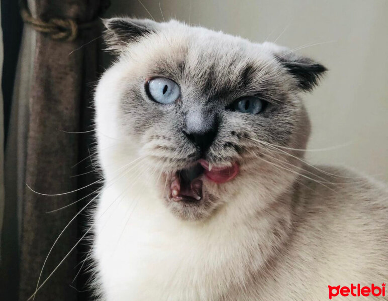 Scottish Fold, Kedi  Sütlaç fotoğrafı