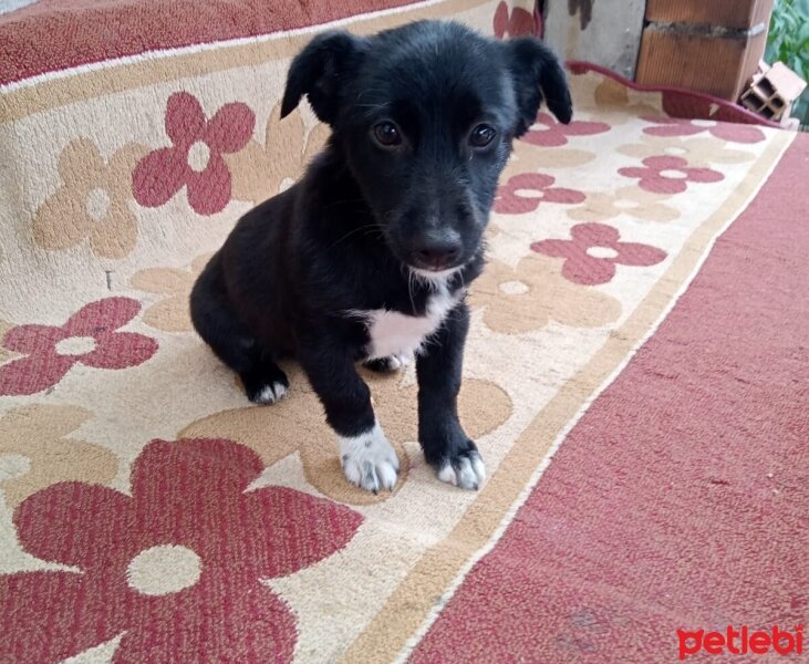 İrlandalı Terrier, Köpek  Marik fotoğrafı