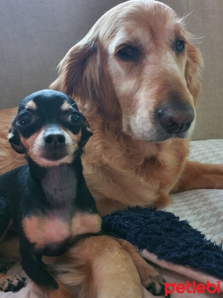 Minyatür Pinscher, Köpek  Çiko fotoğrafı