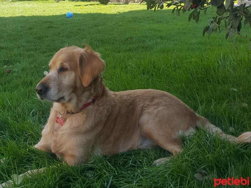 Golden Retriever, Köpek  Tarçın fotoğrafı