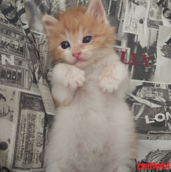 Sarman, Kedi  Giselle fotoğrafı