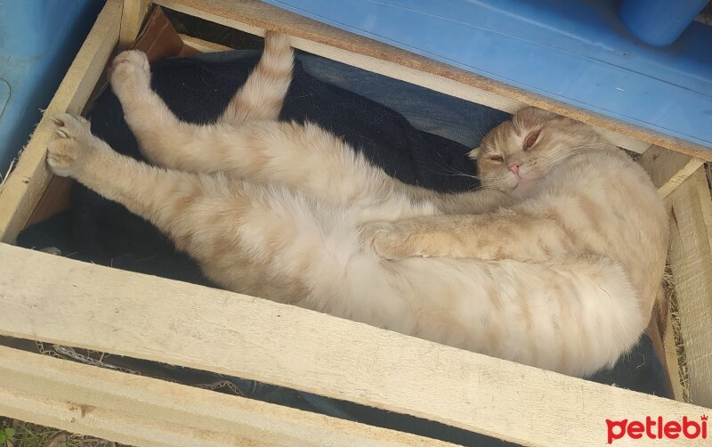 Scottish Fold, Kedi  Dobi fotoğrafı