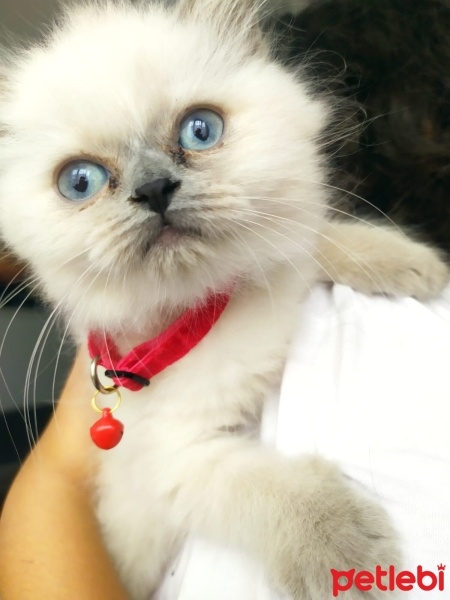 British Shorthair, Kedi  Mia fotoğrafı