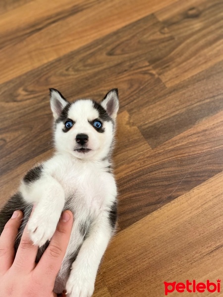 Sibirya Kurdu (Husky), Köpek  Melodi fotoğrafı