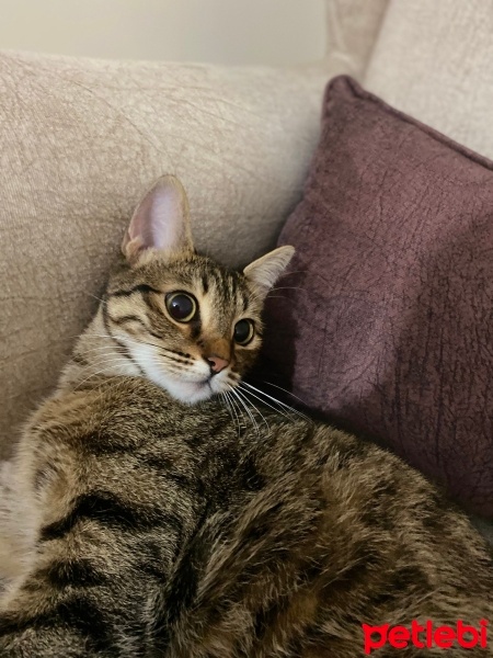 Tekir Kedi, Kedi  Mila fotoğrafı