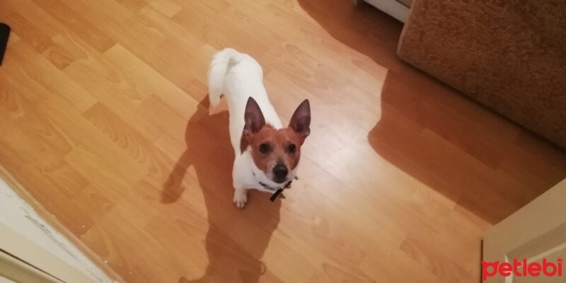 Jack Russell Terrier, Köpek  Wiski fotoğrafı