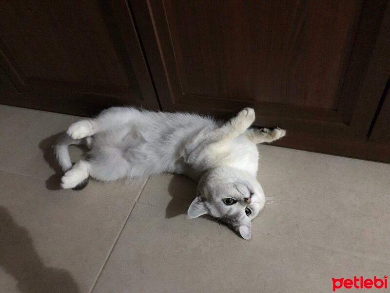 British Shorthair, Kedi  Badem fotoğrafı