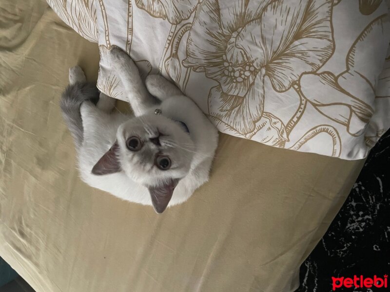 Scottish Fold, Kedi  Pati fotoğrafı