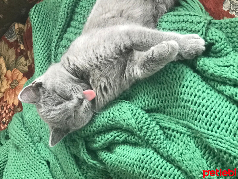 British Shorthair, Kedi  BalBakır fotoğrafı