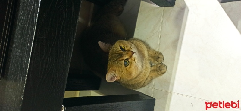 British Shorthair, Kedi  Sütlaç fotoğrafı