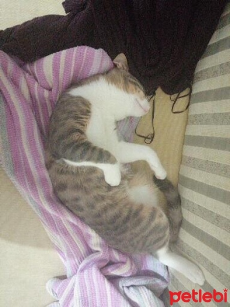 Tekir Kedi, Kedi  Sütlaç fotoğrafı