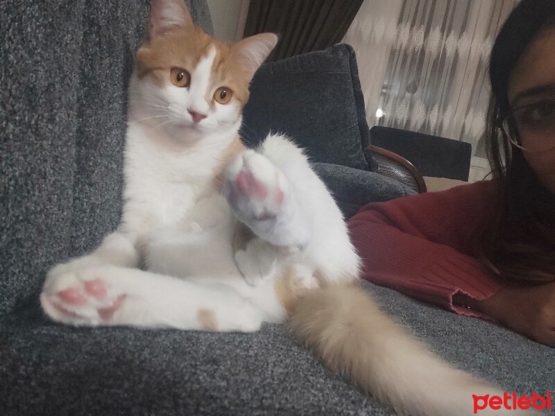 Tekir Kedi, Kedi  Kıvanç fotoğrafı