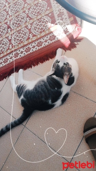 Tekir Kedi, Kedi  Mırmır fotoğrafı