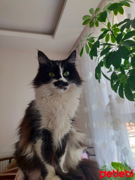 Sarman, Kedi  Püşü fotoğrafı
