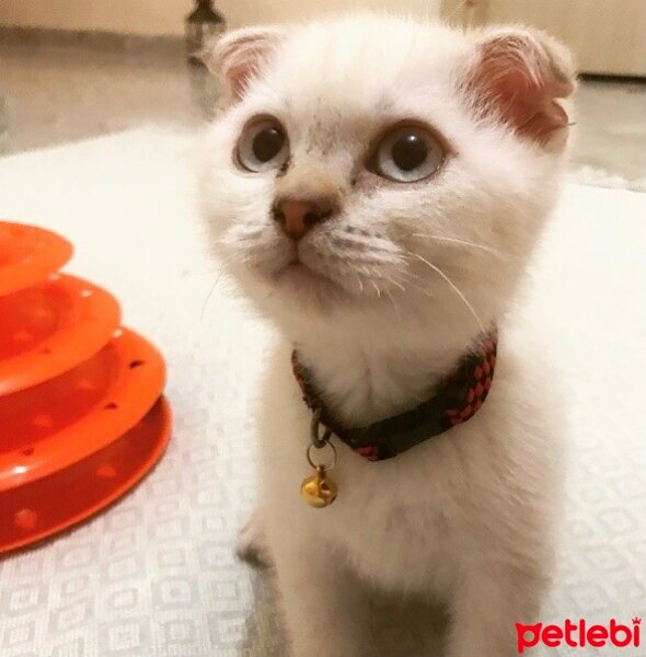 Scottish Fold, Kedi  Balım fotoğrafı