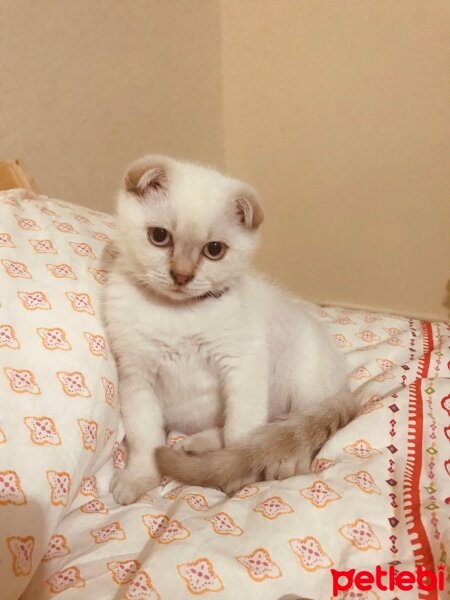 Scottish Fold, Kedi  Balım fotoğrafı