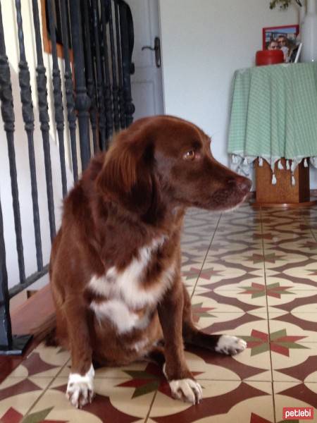 Field Spaniel, Köpek  Molly fotoğrafı