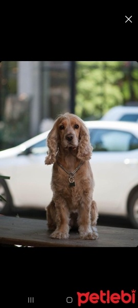 İngiliz Cocker Spaniel, Köpek  Lilly fotoğrafı