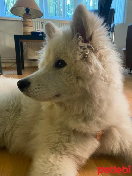 Samoyed, Köpek  Bulut fotoğrafı