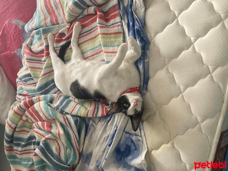 Tekir Kedi, Kedi  Bisküvi fotoğrafı