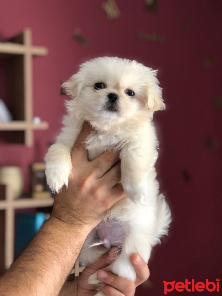Pekingese, Köpek  Bobby fotoğrafı