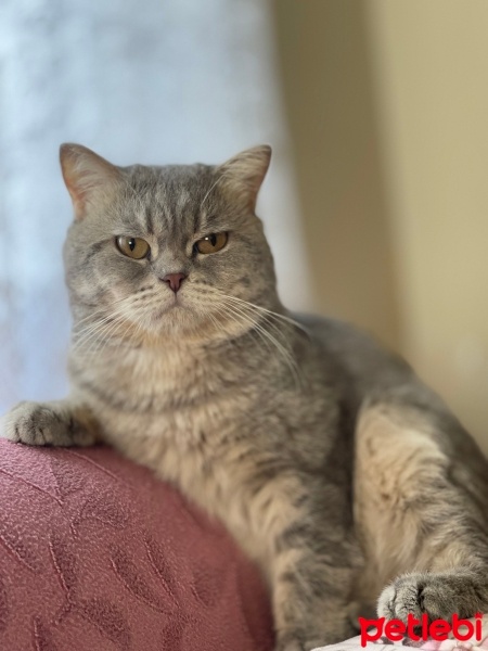 British Shorthair, Kedi  Mirket fotoğrafı
