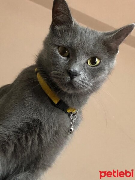 British Shorthair, Kedi  Lisa fotoğrafı