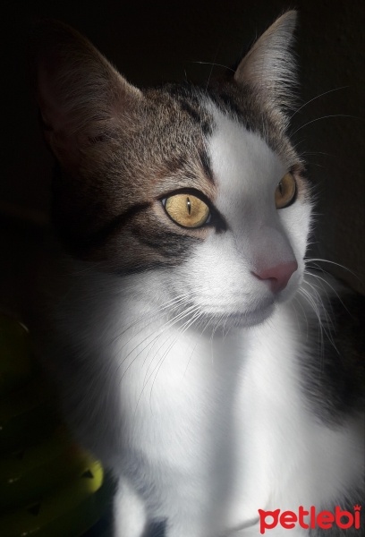 Tekir Kedi, Kedi  Tarçın fotoğrafı